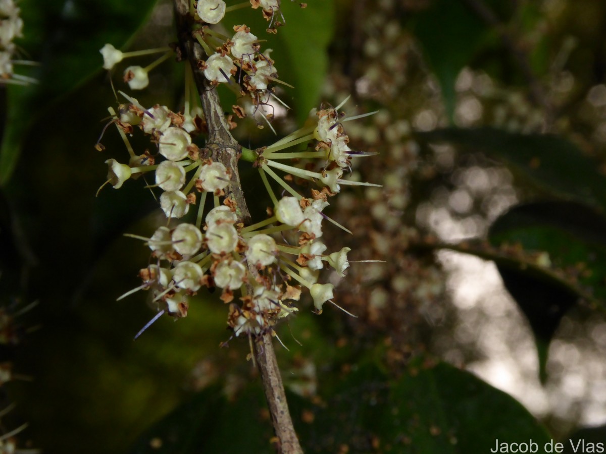 Memecylon rostratum Thwaites